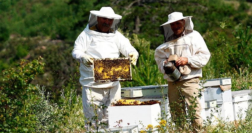 ULUSLARARASI ARICILIK KONGRESİ DÜZENLENECEK