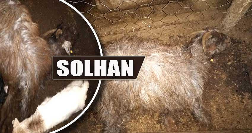 HAYVANLAR AÇLIKTAN ÖLMEYE BAŞLADI