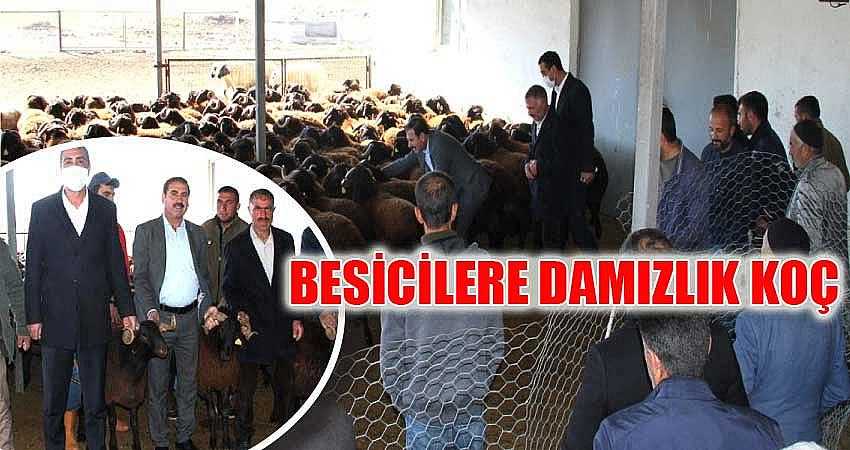 BESİCİLERE DAMIZLIK KOÇ DAĞITILDI