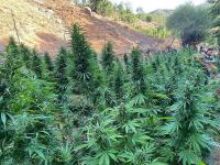 Uyuşturucu Operasyonu