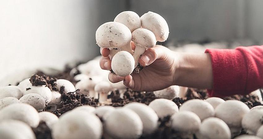 MANTAR YETİŞTİRİCİLİĞİ KURSU AÇILACAK