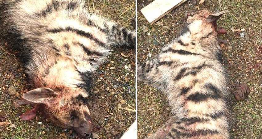 BİNGÖL’DE ÇİZGİLİ SIRTLAN BULUNDU