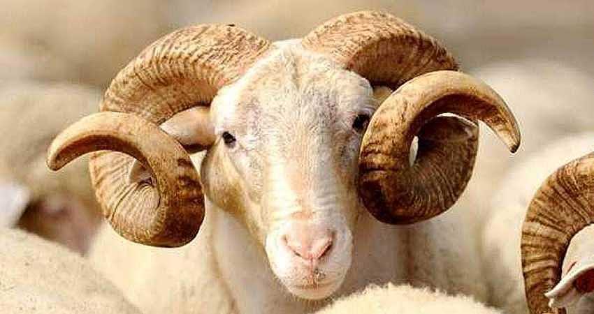 DAMIZLIK KOÇ-TEKE BAŞVURULARI BAŞLADI