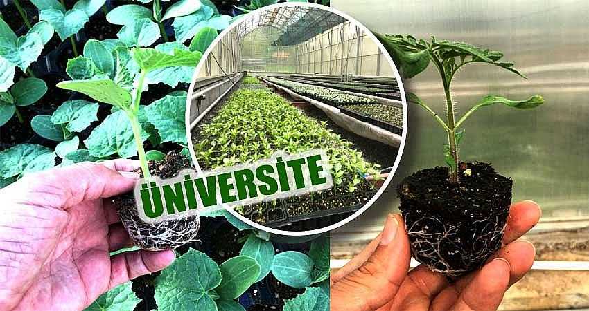 YERLİ TOHUMLARDAN FİDE ÜRETTİ