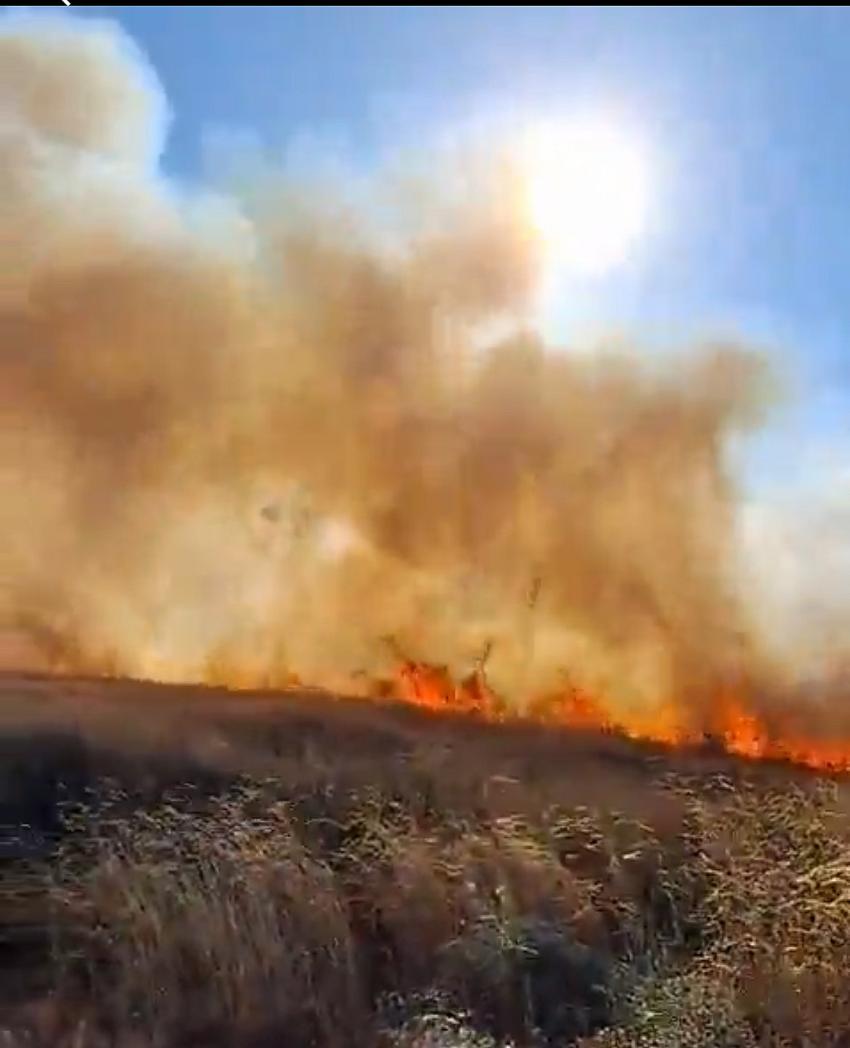 250 Dönümlük ekili Alan Kül Oldu